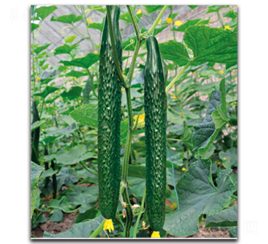 �G��1̖(h��o)-�S�ϷN��-�����r(n��ng)