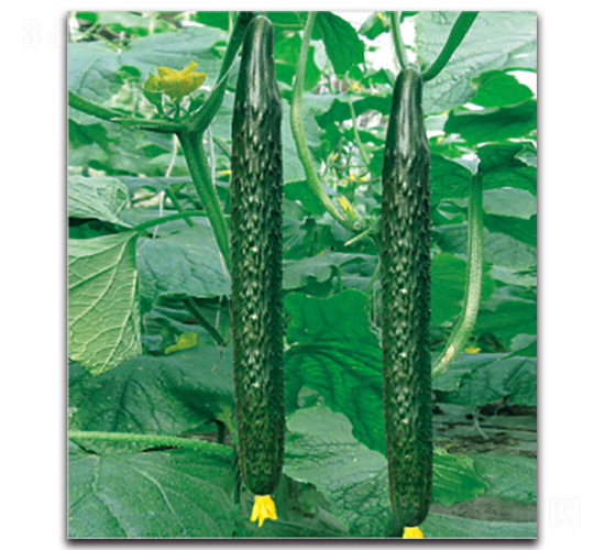 �G��2̖-�S�ϷN��-�����r(n��ng)