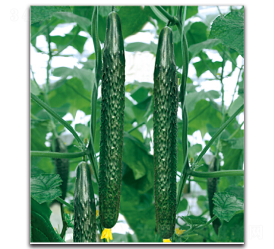 �G��3̖(h��o)-�S�ϷN��-�����r(n��ng)