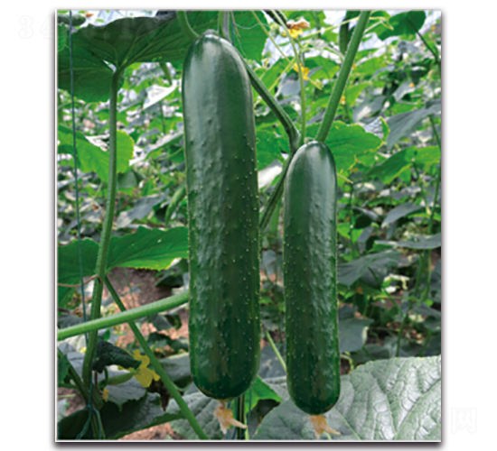 �G��4̖-�S�ϷN��-�����r(n��ng)