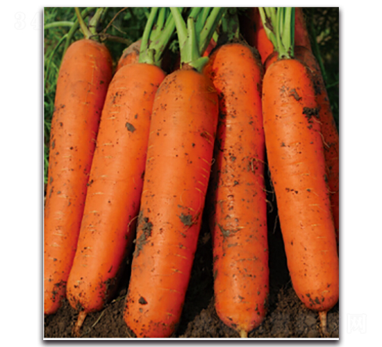 ���Cһ̖(h��o)-�}���N��-�����r(n��ng)