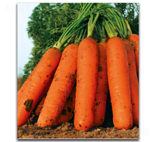 �tʥ��̖-�}���N��-�����r(n��ng)