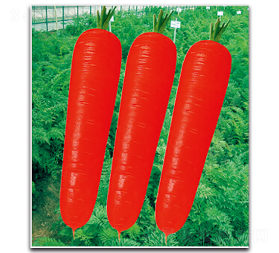 ��t��̖(h��o)-�}���N��-�����r(n��ng)