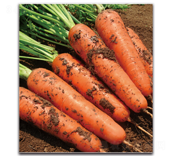 ��t��̖(h��o)-�}���N��-�����r(n��ng)