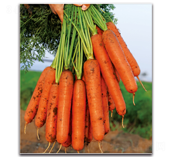 ��t��̖(h��o)-�}���N��-�����r(n��ng)