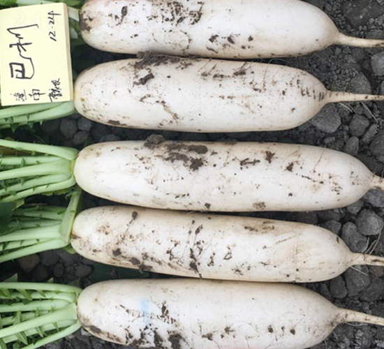 巴利-蘿卜種子-多美農