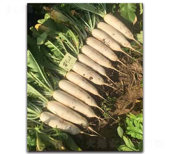 ѩ����̖-�}���N��-�����r