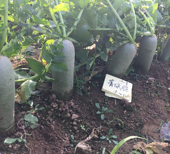 ��Ǵ���̖-�}���N��-�����r(n��ng)