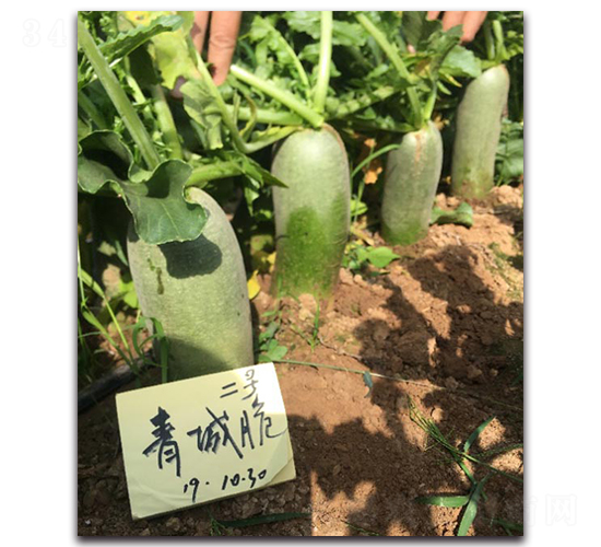 青城脆二號(hào)-蘿卜種子-多美農(nóng)