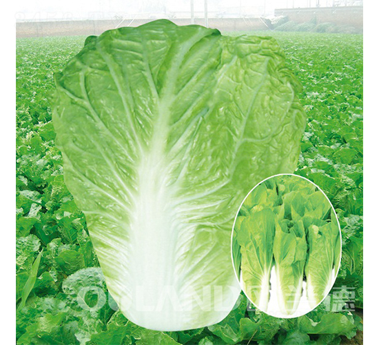 ����(j��)����5̖(h��o)-��˷N��-�W�m��