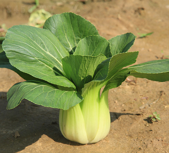 ���u���-�๣�˷N��-�W�m��