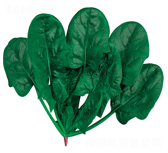 �ʼҺ���-���˷N��-�W�m��