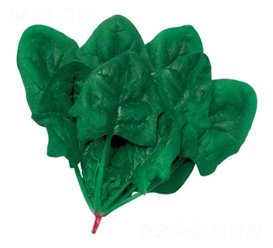 皇家黑將軍-菠菜種子-歐蘭德