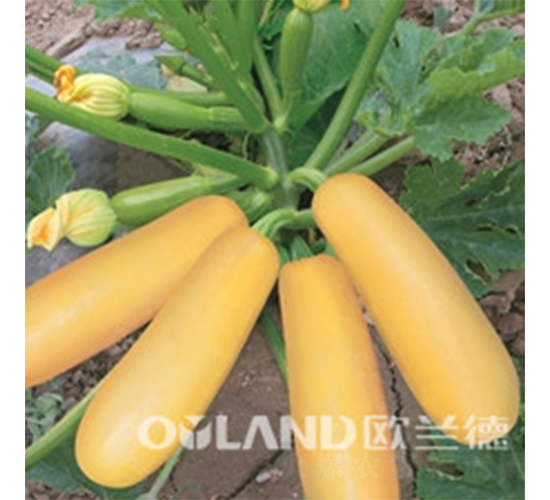 �W����ֶ�-�����J�N��-�W�m��