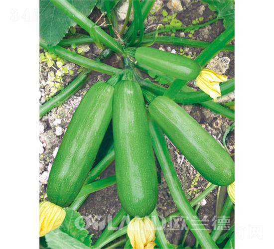 ���_��-�����J�N��-�W�m��