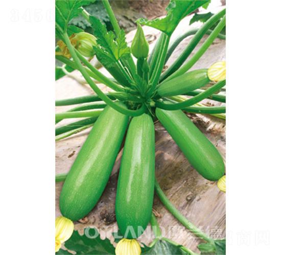 �W���˶���-�����J�N��-�W�m��