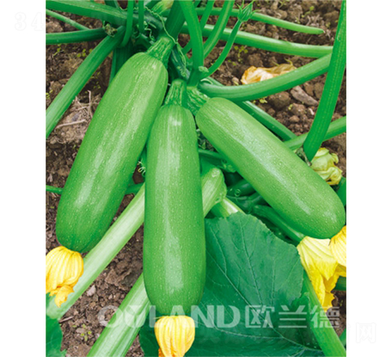 �W���͟��܊-�����J�N��-�W�m��