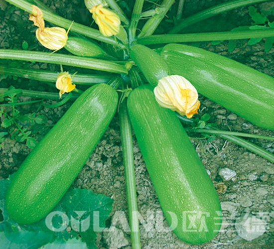 �W��8808-�����J�N��-�W�m��