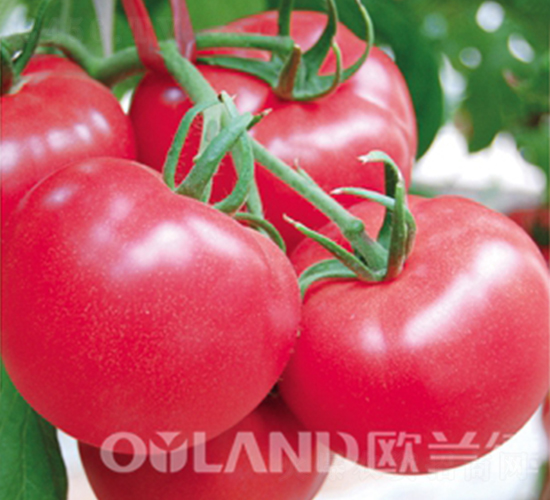 ���ρ�702-���ѷN��-�W�m��