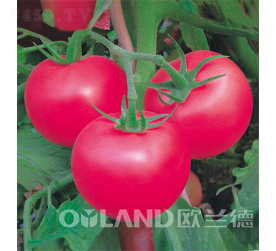 �ϚWһ̖(h��o)-���ѷN��-�W�m��