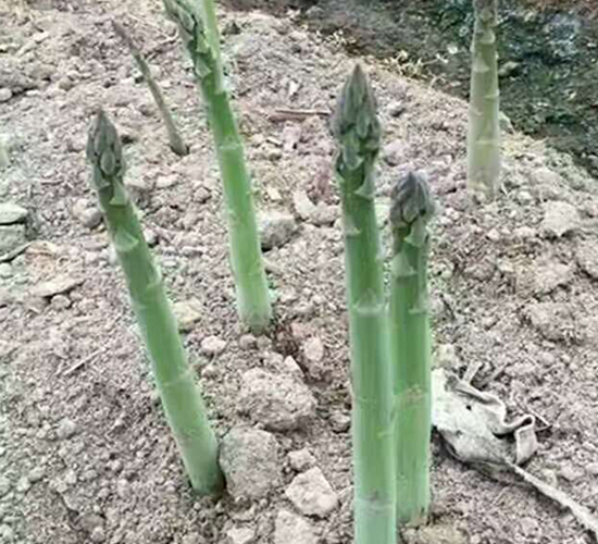 �ز�����-�J�S�N��-���r(n��ng)����