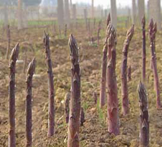 水果紫蘆-蘆筍種子-中農(nóng)金玉