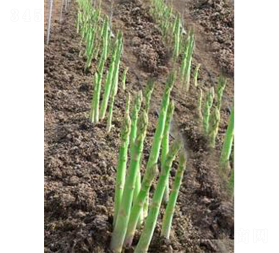 �mճ���Z˹-�J�S�N��-���r(n��ng)����