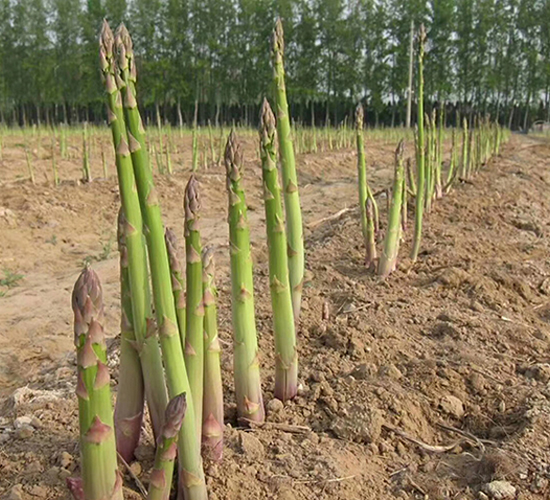 ��������-�J�S�N��-���r(n��ng)����