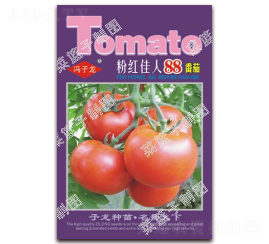 粉紅佳人88番茄-番茄種子-子龍種業(yè)