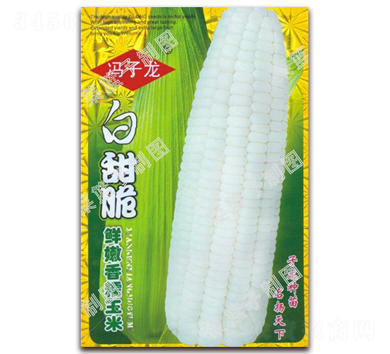 白甜脆鮮嫩香糯玉米-糯玉米種子-子龍種業(yè)