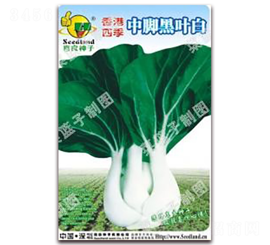 香港四季中腳黑葉白-白菜種子-子龍種業(yè)