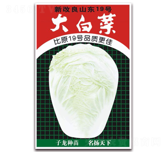 新改良山東19號大白菜-白菜種子-子龍種業(yè)