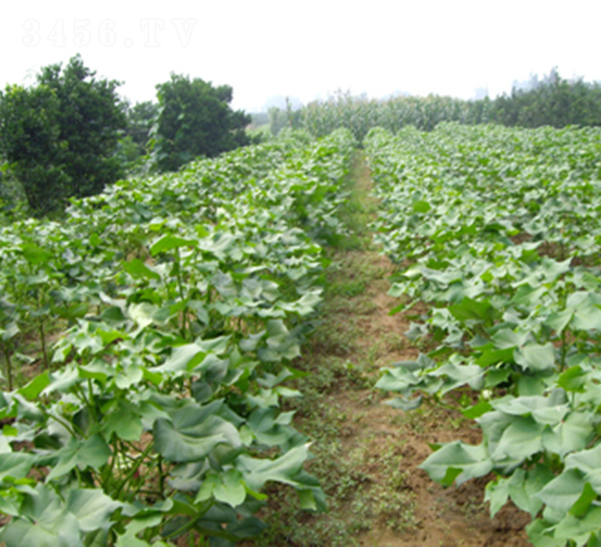 鄂雜棉28號-棉花種子-桃花源