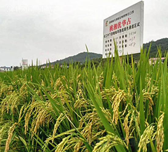 桃湘優(yōu)華占-水稻種子-桃花源