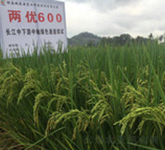 兩優(yōu)600-水稻種子-桃花源