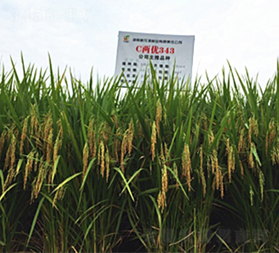 C�Ƀ�(y��u)343-ˮ���N��-�һ�Դ