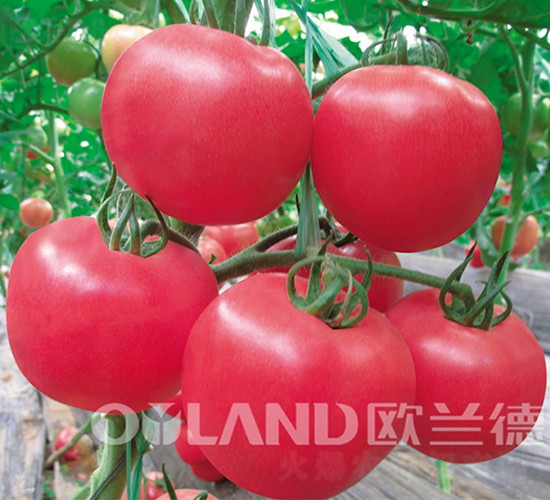 ����(j��)�µϚW-���ѷN��-�W�m��