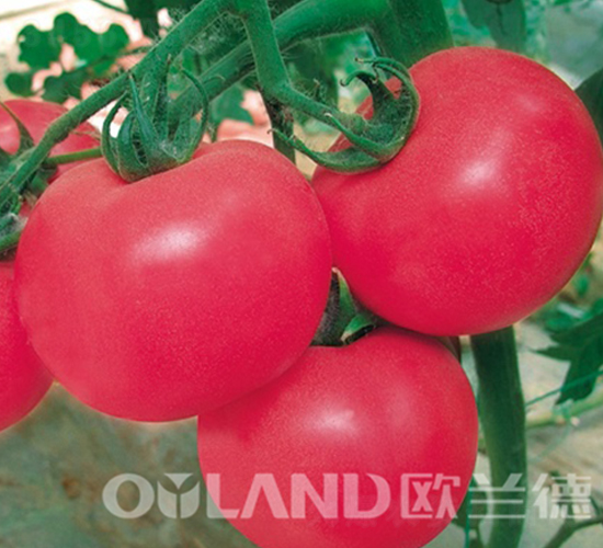 金剛6號(hào)-番茄種子-歐蘭德