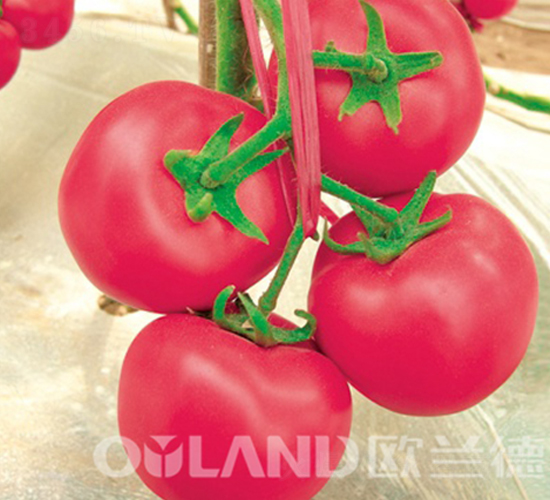 ����2̖(h��o)-���ѷN��-�W�m��