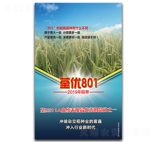 荃優(yōu)801-水稻種子-荃銀欣隆