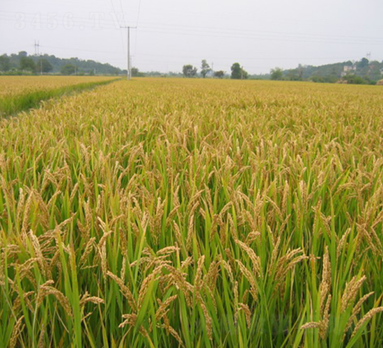 秀水0001-水稻種子-神農(nóng)種業(yè)