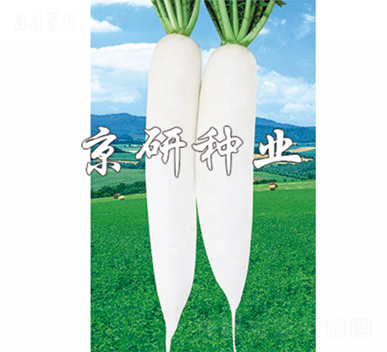 ����1̖(h��o)-�}���N��-����