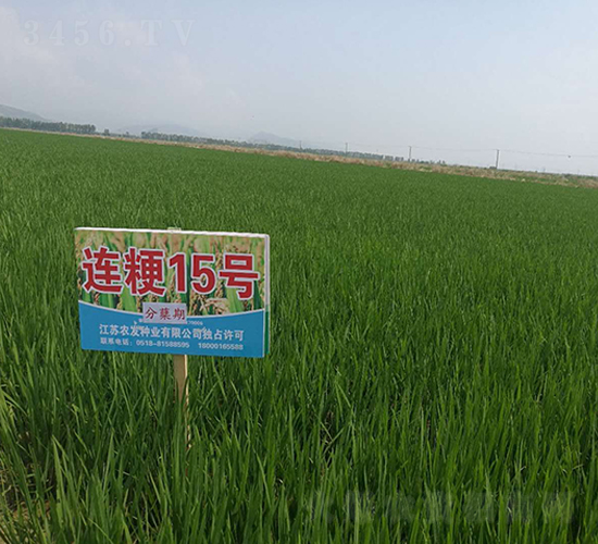 �B��15̖�����Y�ڣ�-С���N��-�r(n��ng)�l(f��)�N�I(y��)