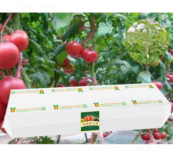 �ѹ���|(zh��)�Nֲ-���