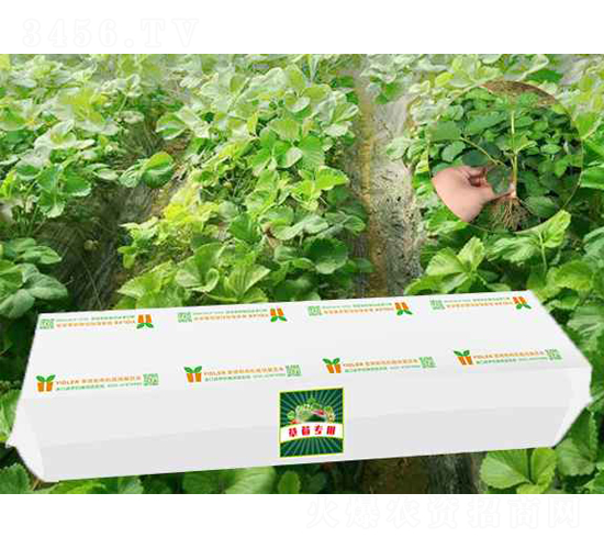 ��ݮ���|(zh��)�Nֲ��-���