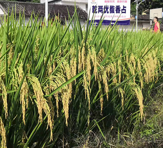 Ǭ�Ƀ�(y��u)���ռ-ˮ���N��-��ï�r(n��ng)�I(y��)