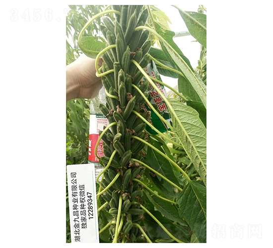 ����֥һ̖(h��o)֥��N��Ʒ�Nչʾ