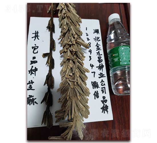 金九昌芝麻種子實(shí)例圖