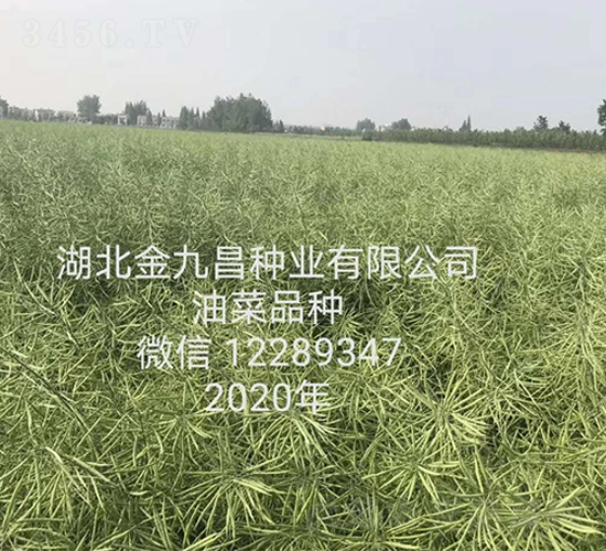 湖北金九昌種業(yè)有限公司油菜品種