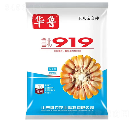 魯北919-玉米種子-懇豐農(nóng)業(yè)